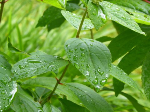 雨天闲情